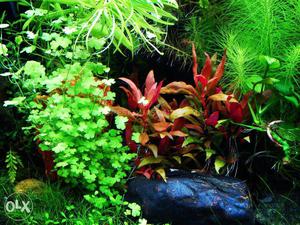 Live freshwater aquatic plants for aquarium