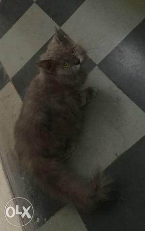 Long-fur Brown And Grey Cat