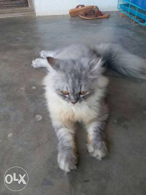 Male Persian cat best breed 6month 4.5 kg weight extange