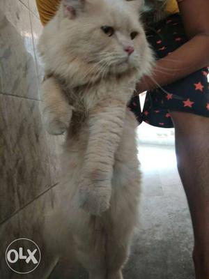 Male Persian cat toilet trained very active