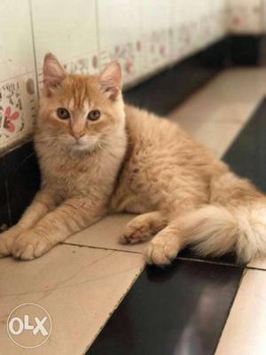 Male persian cat 5 month old friendly cat
