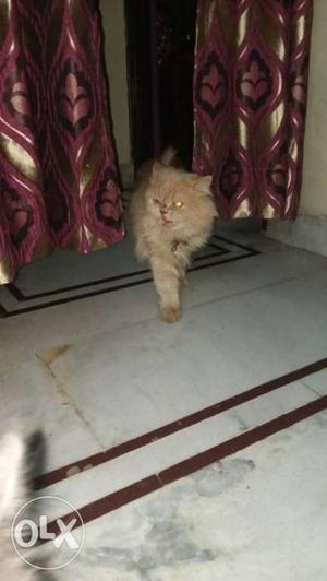 Male persian cat full punch 8 mnths old