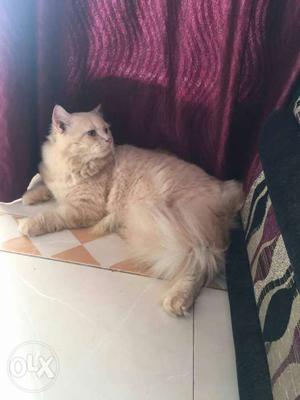 Male persian cat. toilet trained very active