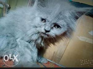 Male pure persian 3 months old