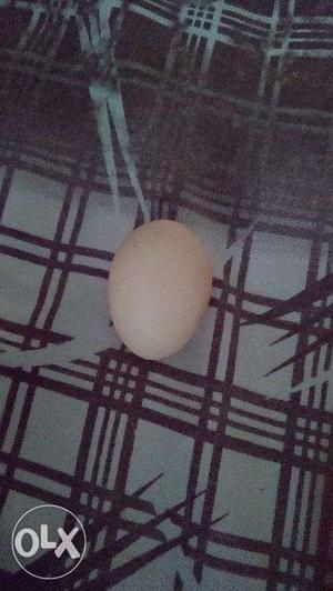 Naatu eggs in bulk for sale