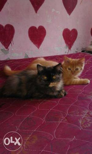 Nice cat male or female 4month