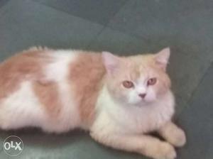 Orange And White Cat pure Persian male 11 months old it's