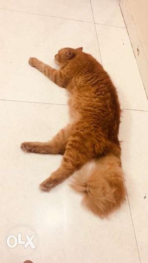 Orange Long Coated Tabby Cat