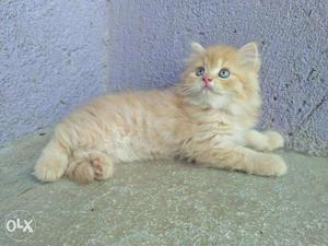 PURE persian kitten