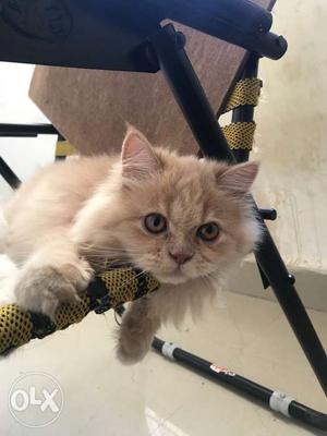 Pair of 5 months old persian kittens for sale