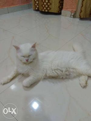 Parsion cat. Fimale.. 11month old...
