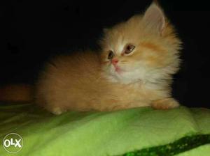Percian cat 3month old verry cute & censetive