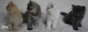 Perisan Kittens 3 mmonths old