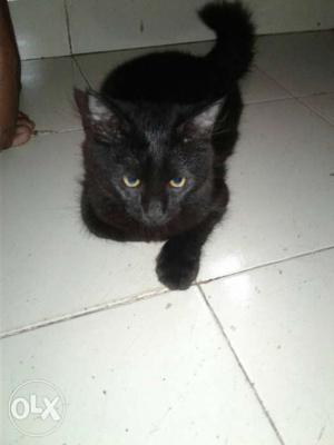 Persian Black Cat