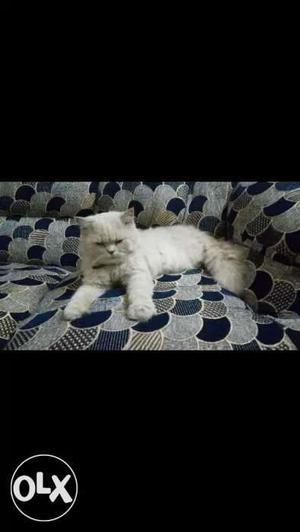 Persian Cat Male, Pls don't bargain it's already