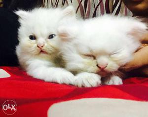Persian Kittens cat for sale in Raipur