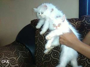 Persian Kittens for sell 2 male 2 female