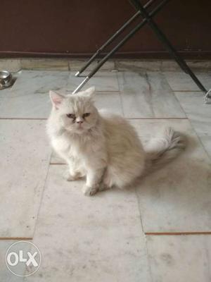 Persian cat 16 months old healthy