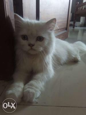 Persian cat 3 months old male cat