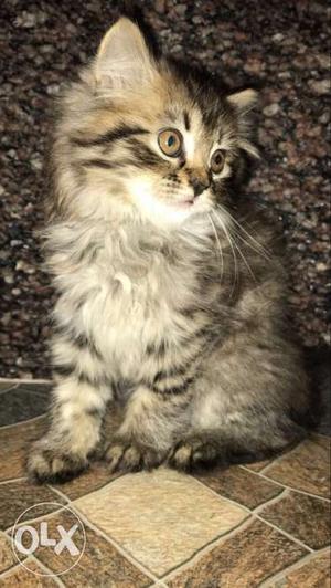 Persian cat 4 months old (female) active and