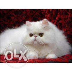 Persian cat 4months old.white in colour,very