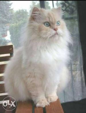 Persian cat Male for Mating