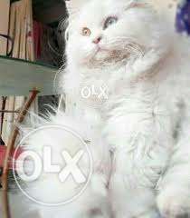 Persian cat for sell double fur soo very friendly