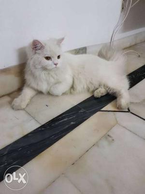Persian cat, full white color, 1 year old, toilet