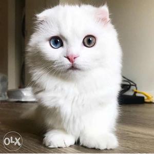 Persian cat kittens available for selling