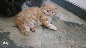Persian cats 6.5k per cat. punch face 100%