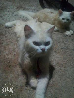 Persian female 20months old littered white,
