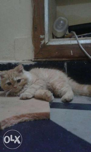 Persian kitten 3 months male.its very healthy