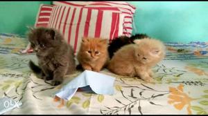 Persian kittens available in all colours