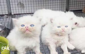 Persian kittens for sale. Blue eyed, active, good
