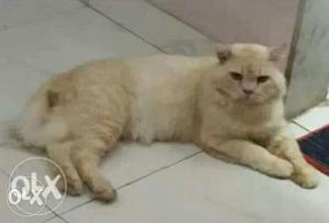 Persian male cat,Tripple coat,hazel eyes,full