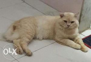 Persian male cat,full healthy n active,interested