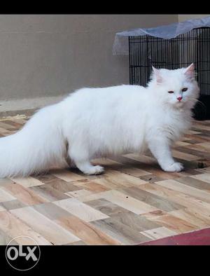 Persian male cat pure white 8months old dollface