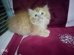 Persian male kitten 2 months old potty trained,