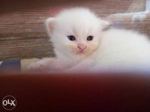 Persian male sami punched Kitten for sale