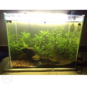 Planted tank no fishes introduced
