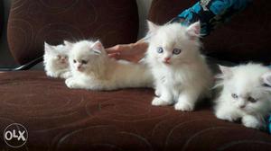 Punch face healthy traind baby Persian cats kitten sale.call