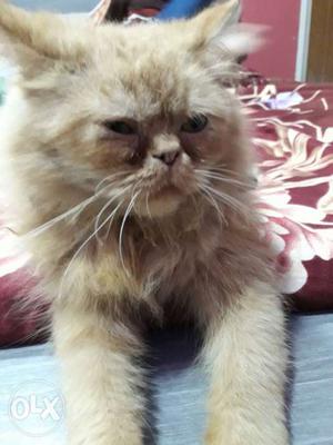 Punch face male Persian 6 month