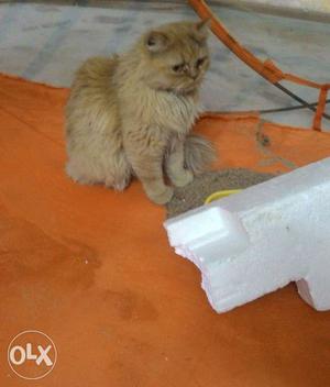 Pure, Light brown persian cat age of 9 months.