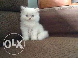 Pure Long Fur Persian cat kitten lovely colors salein India.