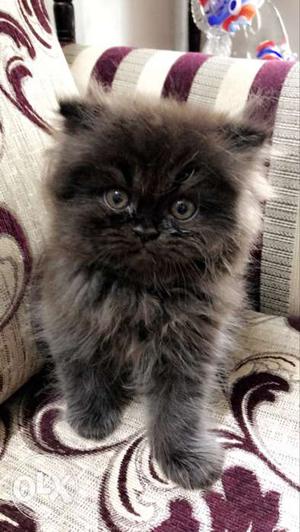 Pure Persian Cat, Two Months Old.