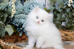 Pure Persian cat for sale White colour pure Quality --