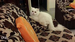 Pure White Persian Cat - Male - 2 years old