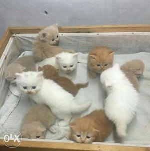 Pure breed Persian Kittens cute healthy and active