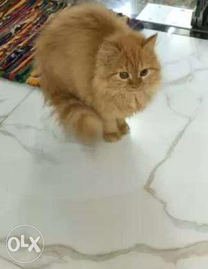 Pure male persian cat 5 months old golden and