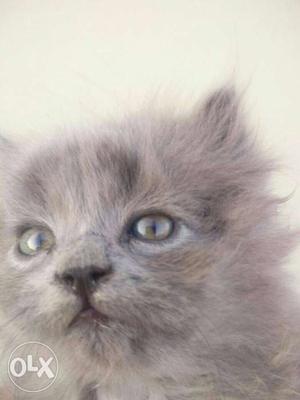 Pure percian gry male KITTEN AVAILABLE
